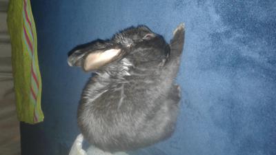 He is the most amazing bunnie ever!!
