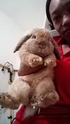 Believed to be holland lop