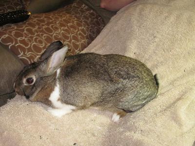 Female - labelled Mini Rex mix by shelter